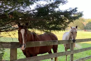 171 Poplar Rd, Fredericksburg, VA 22406 - Photo 51