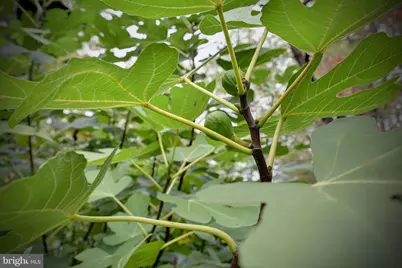 317 Coles Point Road, Hague, VA 22469 - Photo 107