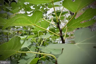 317 Coles Point Rd, Hague, VA 22469 - Photo 107