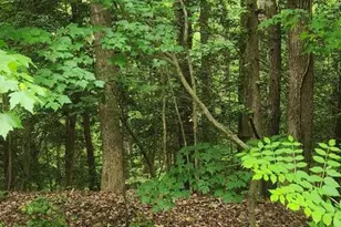 Lot 68 Traveler's Circle, Montross, VA 22520 - Photo 1