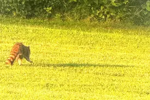 209 Federalist Way, Montross, VA 22520 - Photo 27