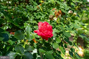 720 S Kent St, Winchester, VA 22601 - Photo 79