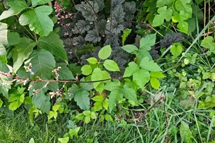 1321 Woodside Ave, Front Royal, VA 22630 - Photo 23