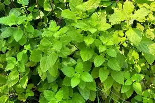 1321 Woodside Ave, Front Royal, VA 22630 - Photo 25