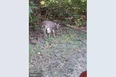 316 Judy Lane, Front Royal, VA 22630 - Photo 77