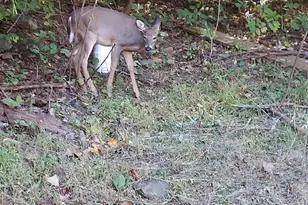 316 Judy Ln, Front Royal, VA 22630 - Photo 77