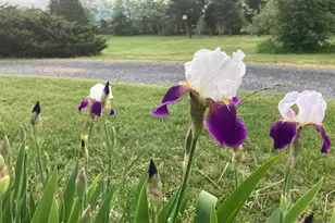 165 Wilson Burke Rd, Front Royal, VA 22630 - Photo 129