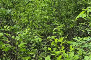 Lot 415 Briar, Front Royal, VA 22630 - Photo 1