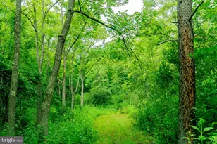 476 Schrader Ln, Petersburg, WV 26847 - Photo 47