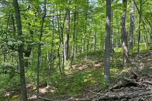 Tr #13 Sec #14 High Knob Rd, Old Fields, WV 26845 - Photo 21