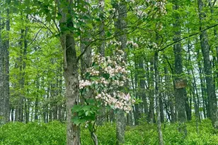 5620 High Knob Loop, Old Fields, WV 26845 - Photo 35