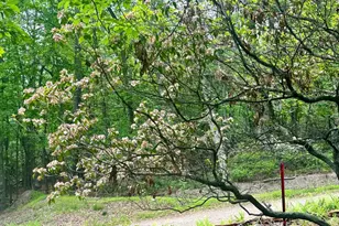 5620 High Knob Loop, Old Fields, WV 26845 - Photo 31