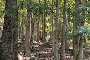 1604 High Knob Rd, Old Fields, WV 26845 - Photo 83