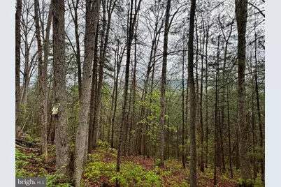 Lots 1 & 2 Trout Run Road, Wardensville, WV 26851 - Photo 5
