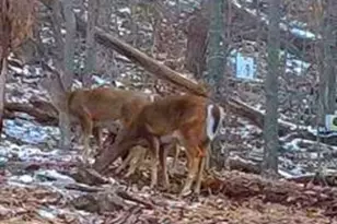 265 McCoy Dr, Augusta, WV 26704 - Photo 11