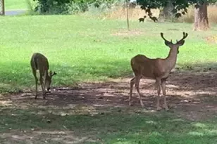 5787 Bloomery Pike, Augusta, WV 26704 - Photo 7