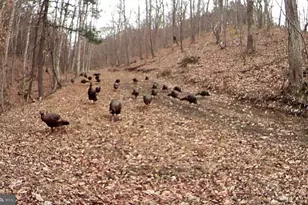 3837 Graces Cabin, Springfield, WV 26763 - Photo 59