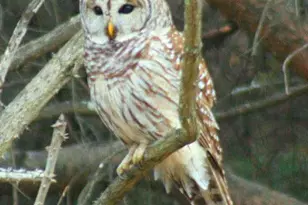 3837 Graces Cabin, Springfield, WV 26763 - Photo 75