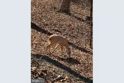 Goldsborough Road, Springfield, WV 26763 - Photo 17