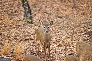 2368 Crossings View Rd, Paw Paw, WV 25434 - Photo 91