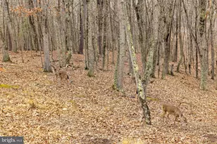 2368 Crossings View Rd, Paw Paw, WV 25434 - Photo 83