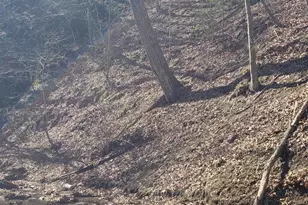 183 Wilson Rd, Capon Bridge, WV 26711 - Photo 11