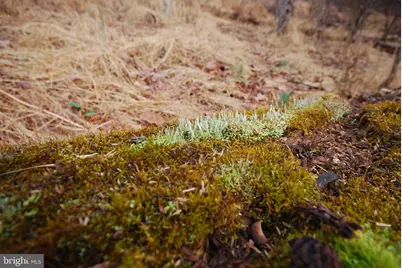 Lot 21 White Mountain Way, Romney, WV 26757 - Photo 25