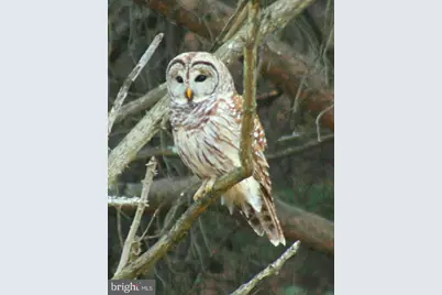 3837 Graces Cabin Road, Springfield, WV 26763 - Photo 75