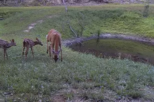 Lots 118 and 126 Graces Cabin Rd, Springfield, WV 26763 - Photo 65