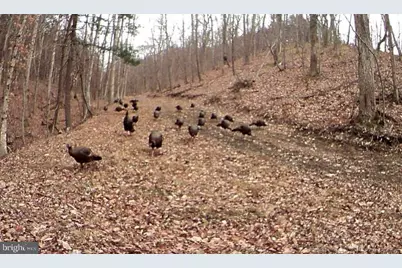 Lots 118 and 126 Graces Cabin Road, Springfield, WV 26763 - Photo 59