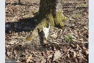 A.J. Kelley Rd, Purgitsville, WV 26852 - Photo 19