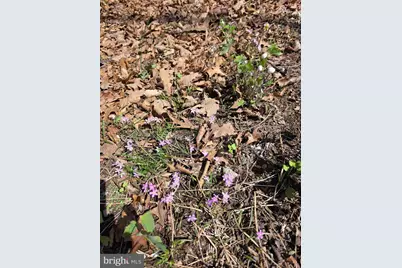 217 Trapper Lane, Augusta, WV 26704 - Photo 81