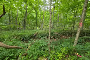 1981 Buffalo Hollow Rd, Romney, WV 26757 - Photo 67
