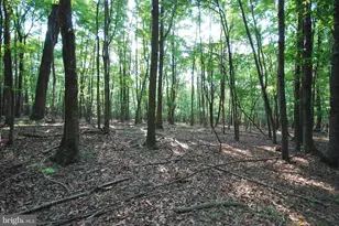 729 Anthony Bohrer Rd, Slanesville, WV 25444 - Photo 43