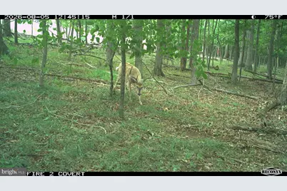 Racey Road, Augusta, WV 26704 - Photo 1