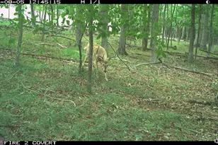 Racey Rd, Augusta, WV 26704 - Photo 1