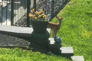 83 Dove Hill Dr, Ranson, WV 25438 - Photo 59