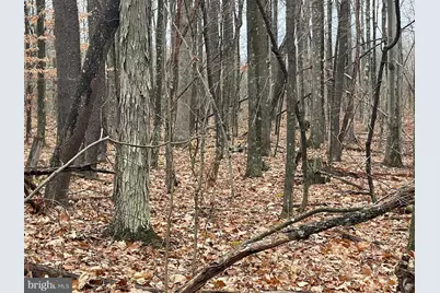 Oakmont Road, Elk Garden, WV 26717 - Photo 5