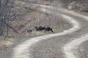 364 Katie Dr, Keyser, WV 26726 - Photo 47