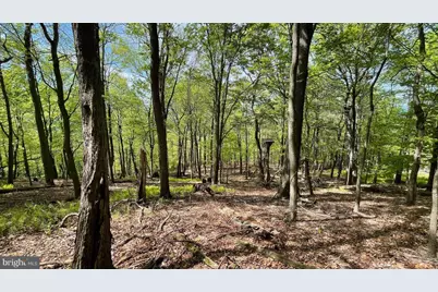 133.944 Acres Russelldale Road, Burlington, WV 26710 - Photo 11