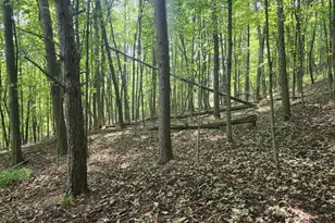 497 Dry Run Rd, Burlington, WV 26710 - Photo 51