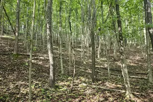 497 Dry Run Rd, Burlington, WV 26710 - Photo 53
