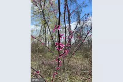 Quaint Acres, Berkeley Springs, WV 25411 - Photo 19