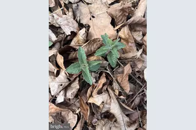 Quaint Acres, Berkeley Springs, WV 25411 - Photo 17