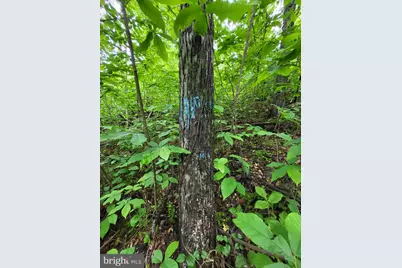 Lot 12 Feather Bed Lane, Hedgesville, WV 25427 - Photo 5
