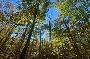 268 Wild Flower Way, Albright, WV 26519 - Photo 31