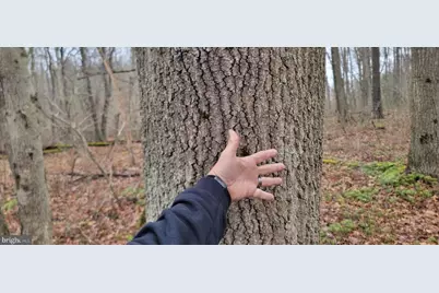 Camp Galilee Road, Terra Alta, WV 26764 - Photo 9