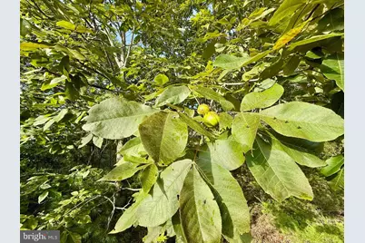 Us Route 220, Franklin, WV 26807 - Photo 15