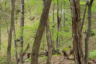 740 Deer Xing Trl, Franklin, WV 26807 - Photo 31