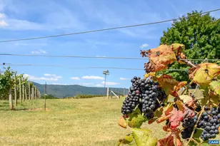 9175 Batesville Rd, Afton, VA 22902 - Photo 11